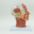 Top manufacturer human head skull brain model